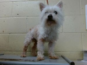 SOFY Terrier Dog