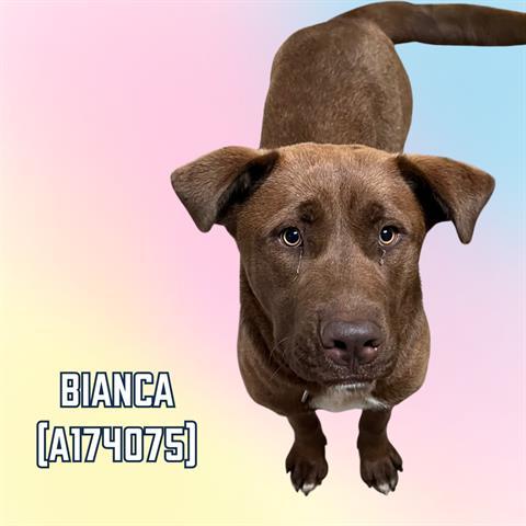 BIANCA