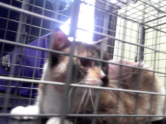 MISSY