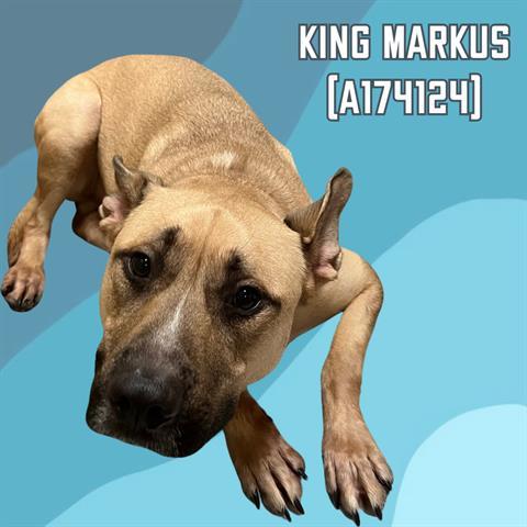 KING MARKUS