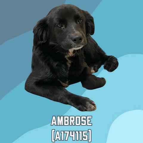 AMBROSE