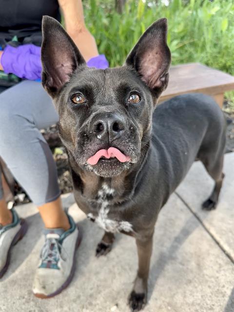 PRANCER, an adoptable Schipperke, Mixed Breed in Miami, FL, 33122 | Photo Image 1