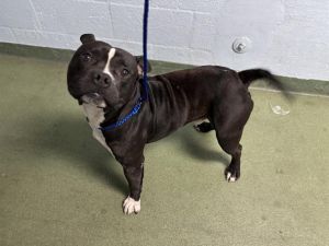 LENNOX Pit Bull Terrier Dog