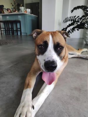 Hi Im Louie A2698690 Im a curious and lovable 1-year-old pup who has truly blossomed in foster