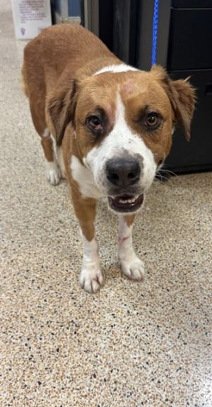MELODY, Young Female Brittany Spaniel