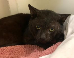 CURTIS A2693973 is a little shy but is a very sweet boy who likes gentle pets and really enjoys ca