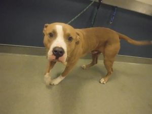 WILLIE Pit Bull Terrier Dog