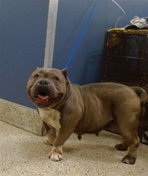 JUNE American Bulldog Dog