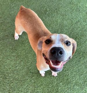 Come see Aquilis A very playful young pup who is a quick learner and loves treats He loves to chew
