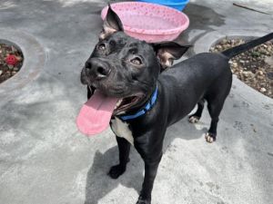BLACKIE, Young Male American Bulldog