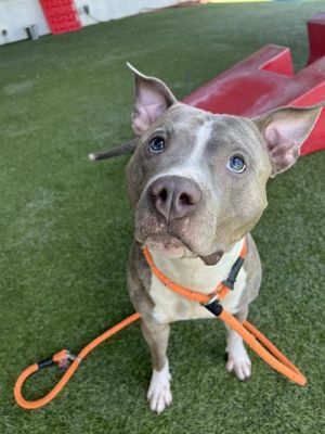 Hi Im Tito A2696842 Im a 2-year-old sweetheart whos all about love and snacks Im very affectiona