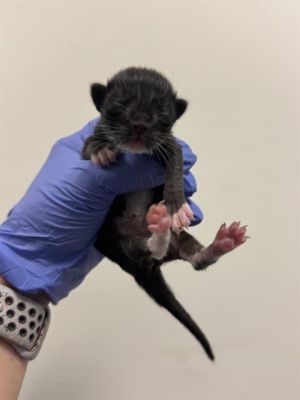 BIBI, Baby Male Domestic Short Hair