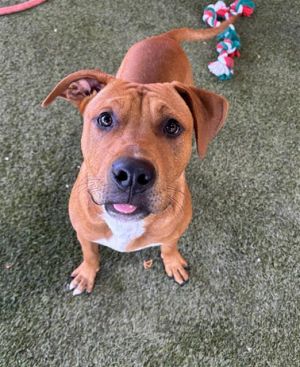 Hi Im Scooby A2699753 Im a 10-month-old sweet boy full of energy and love Im very friendly and a