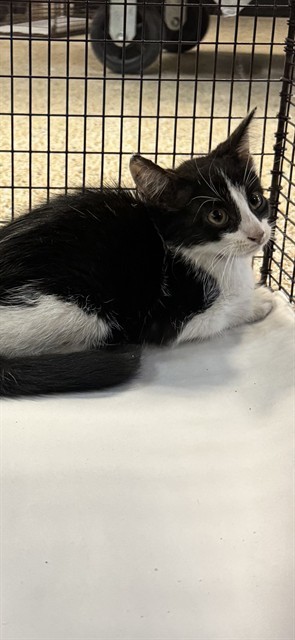 KITTY Domestic Short Hair Cat