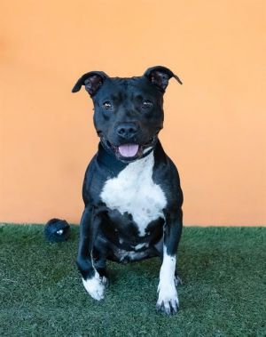 TONYA American Staffordshire Terrier Dog