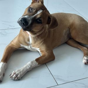 MYLEY, Young Female American Bulldog