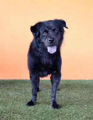 MELVIN Flat-Coated Retriever Dog