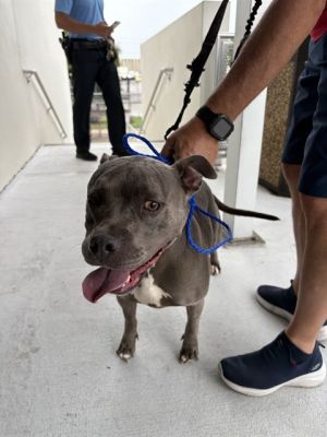 MILLIE, Adult Female Pit Bull Terrier
