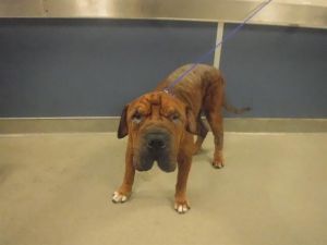 ALFY Shar-Pei Dog