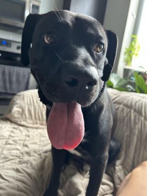 Hi Im Leon I am shy but sweet and I would love to meet you