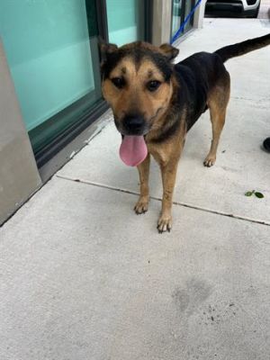 MAX German Shepherd Dog Dog