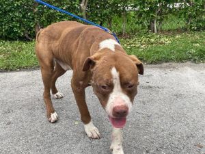 KOBE Pit Bull Terrier Dog