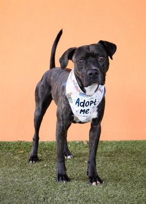 ROCKY, Adult Male American Staffordshire Terrier