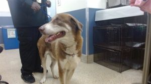 Hi Im Gardo A2697255 Im a 1-year 5-month-old pup with moderate to high energy and a big heart fo