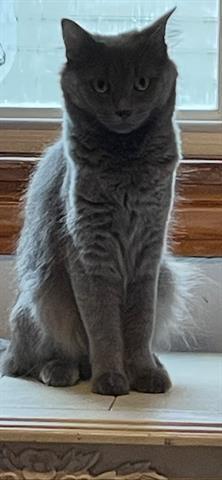 AVA