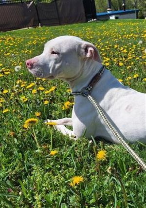 MARGE, Young Female Pit Bull Terrier