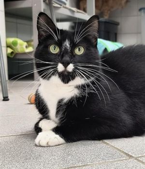 LICORICE, Adult Male unknown