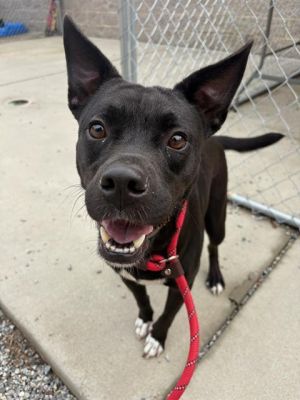 JERSEY, Young Female Pit Bull Terrier