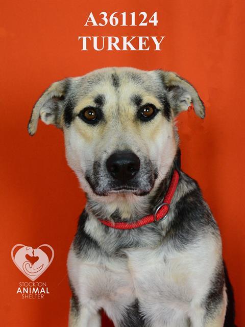 TURKEY