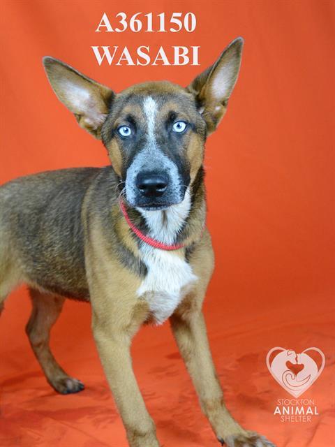 WASABI