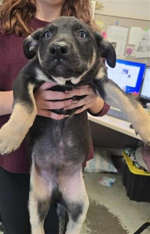 COIN, Baby Male Pit Bull Terrier