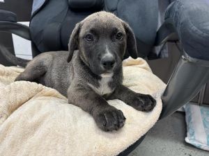 SMOKEY, Baby Male Pit Bull Terrier