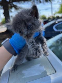 PANSY, Baby Female Domestic Long Hair