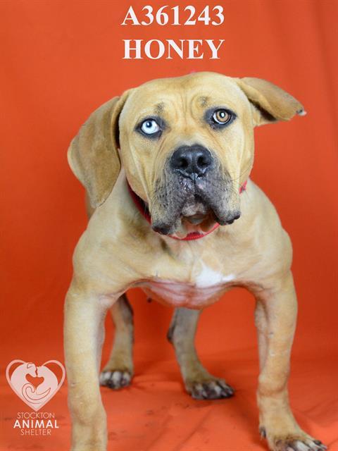 HONEY, an adoptable Boerboel, Mixed Breed in Stockton, CA, 95206 | Photo Image 1