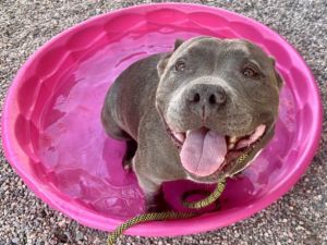 ZEUS, Adult Male Pit Bull Terrier