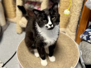 SPATZ, Adult Male Domestic Short Hair