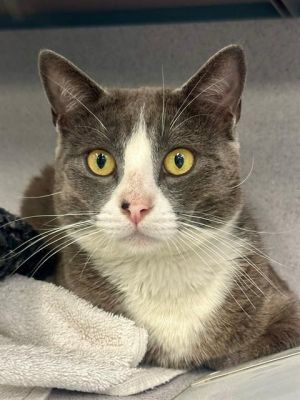 MAMMOTH, Adult Male Domestic Short Hair