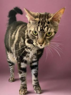 FIRE, Adult Female Domestic Short Hair