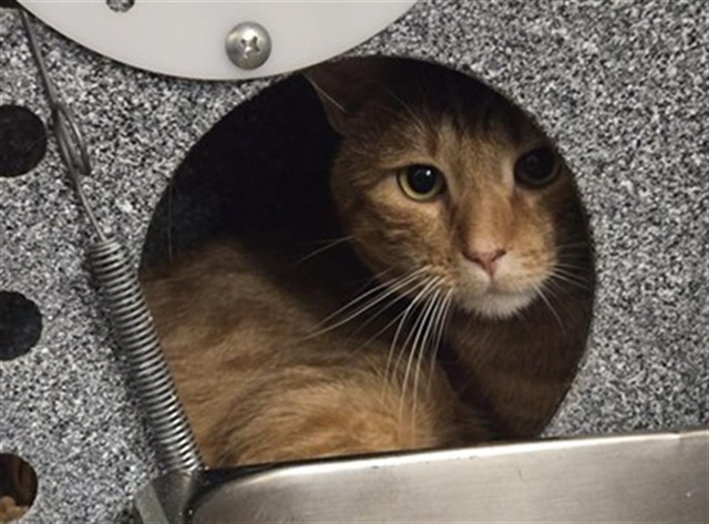 RHETT, an adoptable Domestic Short Hair in Casper, WY, 82601 | Photo Image 1