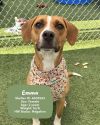 EMMA photo 2