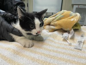 CAPTAIN CARL, Baby Male Domestic Medium Hair