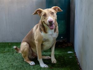 HEDGEHOG, Adult Male German Shepherd Dog