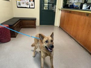 ROSALIE, Young Female German Shepherd Dog