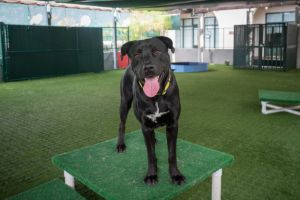 GRANT, Young Male Labrador Retriever