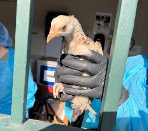 A522177, Adult Unknown Chicken
