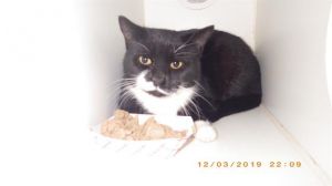 CHEER, Adult Female Domestic Short Hair